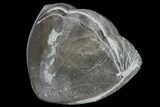 Wide, Enrolled Isotelus Trilobite - Mt Orab, Ohio #115246-3